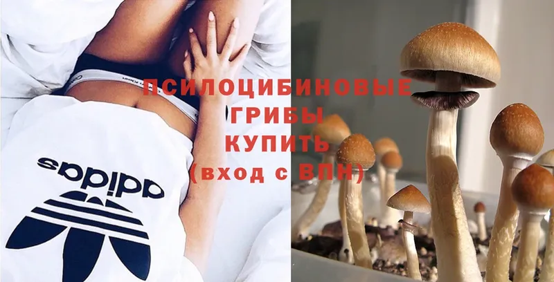 Галлюциногенные грибы GOLDEN TEACHER  сколько стоит  omg зеркало  Кузнецк 